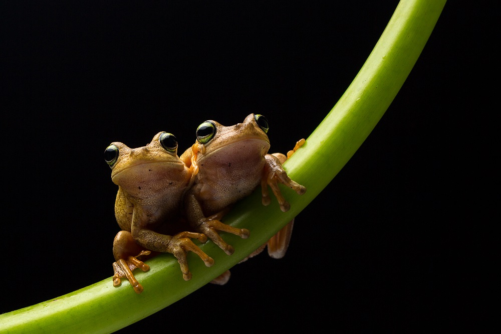 A little Frog, With a big dream